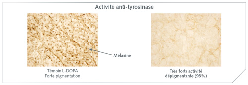 schema serum activite anti-tyrosinase